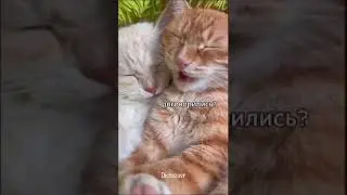 ПРАВДУ ГОВОРЯТ, БАБЫ - ДУРЫ🤣#психология #юмор #котики #любовь#прикол