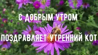 Доброе утречко! Поздравляет веселый Утренний кот   Красивая  позитивная открытка в стихах