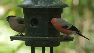 Bullfinches on Bird Feeder
