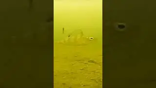 попробовал или отогнал)