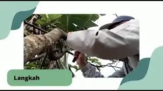 cara menncangkok yang benar