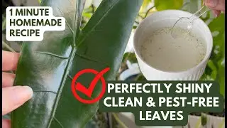 Homemade Recipe for Shiny, Clean, and Pest-Free Leaves on Houseplants
