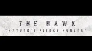 THE HAWK Speed art