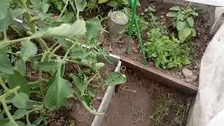 18 июня 🍅🍆🥒💐🌶☺🌻