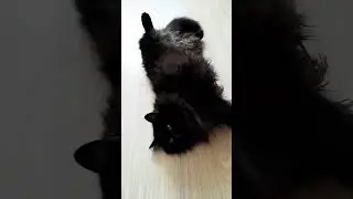 #кисонька #кошки #cat #кошка #отдыхает #миша