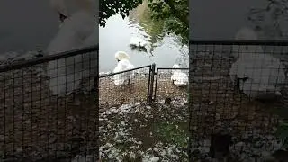 Лебеди