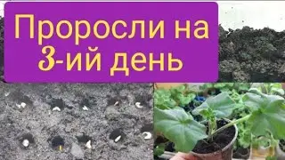 Как вырастить пеларгонию из семян/мой метод посева в действии/