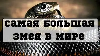 Самая большая змея в мире