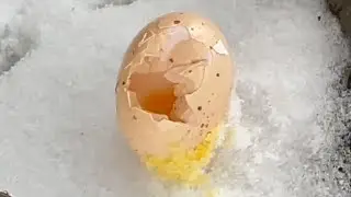 Почему нет яиц в курятнике