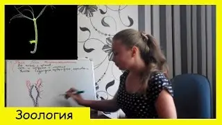 Тип кишечнополостные| Пресноводная гидра.