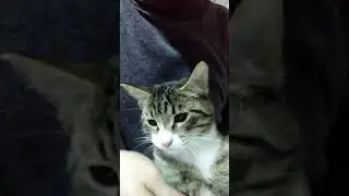котя