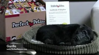 Perfect Petzzz : Gorilla