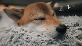 wild SNORLAX appeared! | Bagel the Shiba