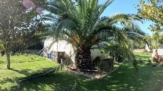 Tailler Palmiers Phoenix avec précaution (Butia Capitata fruits)
