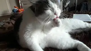 Котики милашки любят умывашки. Funny сats.
