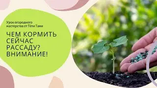 ЧЕМ кормить сейчас рассаду? Не переусердствуйте...