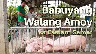 Babuyang Walang Amoy sa Eastern Samar