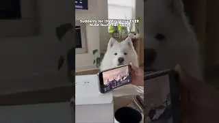 Trick to make my dog HOWL!