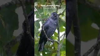 Jackdaw having a teenage tantrum - Bird sounds #shorts