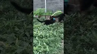 ❤️‍🔥❤️‍🔥❤️‍🔥 моя стая❤️‍🔥❤️‍🔥❤️‍🔥 