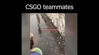 CSGO teammates be like
