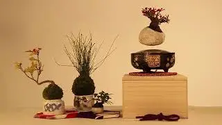 Air Bonsai - Create Your Little Star