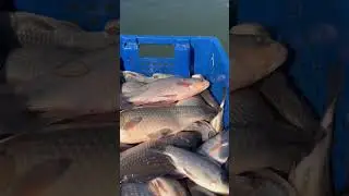 КАРАСЬ ЖИВОЙ!