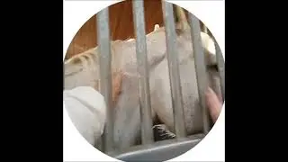 девочки лошадку гладят,видео на память🤗