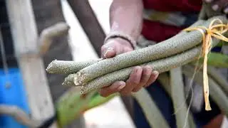 Как получают пальмовый сахар: видеосюжет с пальмой плантации в Тайланде