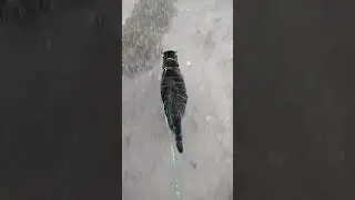 Веселый таракан