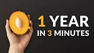 Growing MANGO Tree From Seed - ONE YEAR Time Lapse