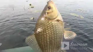 КАРАСИ КРУПНЫЕ, ЛЕДЯНАЯ ВОДА/GRANDES CRUCCIANS, ÁGUA GELADA