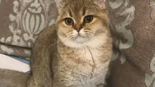 Моя кошка раньше или сейчас? Пиши в комментариях!