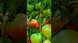 Выбирай тщательно перепроверенные сорта 🍅 томатов