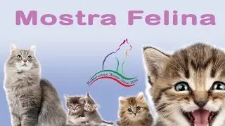 Dieci curiosità che forse non sai sui gatti !