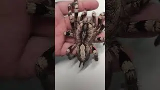 Взрослая самка регалис. Пауки птицееды #пауки #птицеед #tarantula #arachnoforbes