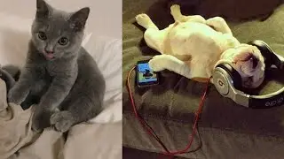 Cute animal videos #12 🐾| New pet videos 2021 | urFun