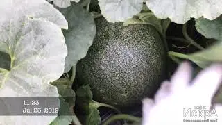 Дыня Лада. Всходы 25 мая