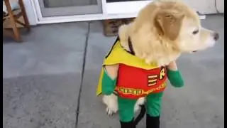 Животные мочят в костюмчиках!