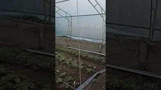 круглогодичная теплица