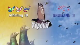 Afdeling 10 & Afdeling 11: Topduif 2022