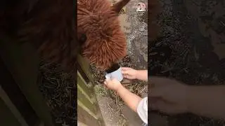 육아 알파카 먹이주는 딸 모습에 엄마 아빠가 더 난리난 상황