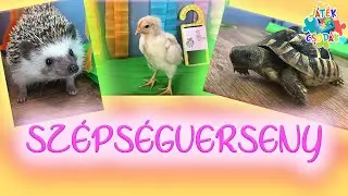 Állatok szépségversenye