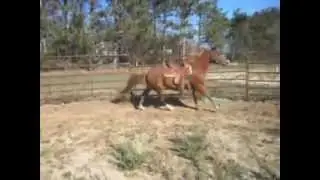 Honey almost trampling cat!