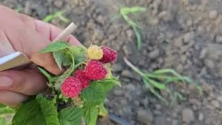 Разница посадки малины ОКС весной и ЗКС летом