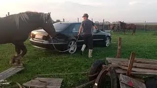 Жеребец уговаривает Биту