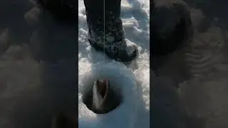 Неожиданная встреча на зимней рыбалке 🔥 