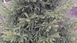 Весна все расцветает