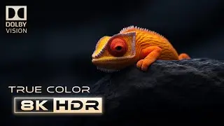 The King of The Macro HDR 8K 60fps with DZOFILM X-tract Probe Zoom