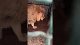 Ломатель вольеров 😂🦁❤